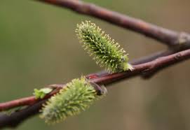 Attēlu rezultāti vaicājumam “Salix daphnoides subsp. acutifolia bud”