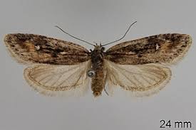 Attēlu rezultāti vaicājumam “Semioscopis oculella”