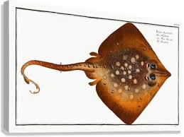 Image result for Raja clavata