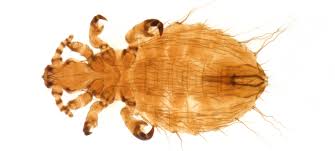 Attēlu rezultāti vaicājumam “Phthiraptera”