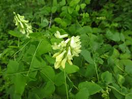 Attēlu rezultāti vaicājumam “Vicia pisiformis”