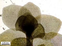 Attēlu rezultāti vaicājumam “Scapania nemorea”