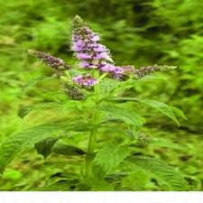 Attēlu rezultāti vaicājumam “Mentha longifolia”