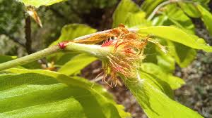 Attēlu rezultāti vaicājumam “Fagus sylvatica flower”
