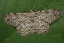 Attēlu rezultāti vaicājumam “Hypomecis punctinalis”