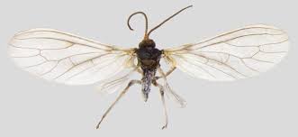 Attēlu rezultāti vaicājumam “Hemerobius perelegans”