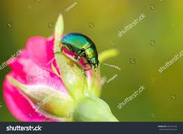 Attēlu rezultāti vaicājumam “Linaeidea aenea”