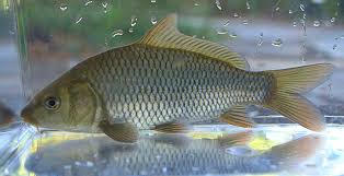 Image result for Cyprinus multitaeniatus