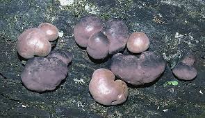 Attēlu rezultāti vaicājumam “Daldinia concentrica”