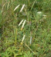 Attēlu rezultāti vaicājumam “Silene chlorantha”