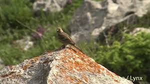 Image result for Carduelis citrinella