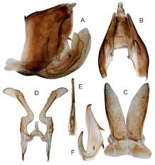 Attēlu rezultāti vaicājumam “Planaphrodes sp.”