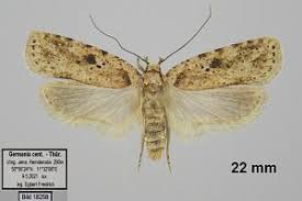 Attēlu rezultāti vaicājumam “Agonopterix aranella”