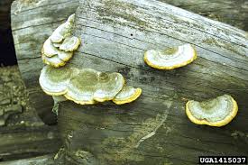 Attēlu rezultāti vaicājumam “Trametes hirsuta”