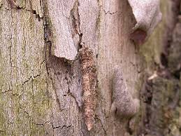 Attēlu rezultāti vaicājumam “Taleporia tubulosa”