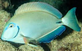 Image result for Acanthurus bahianus