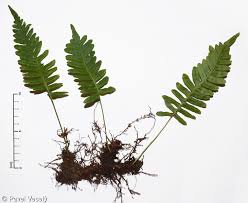 Attēlu rezultāti vaicājumam “Polypodium vulgare”