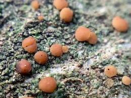 Attēlu rezultāti vaicājumam “Bacidia rubella”