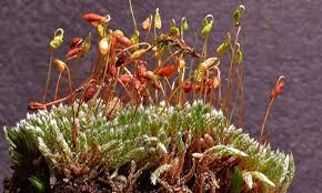 Attēlu rezultāti vaicājumam “Bryum pallens”