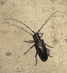 Attēlu rezultāti vaicājumam “Monochamus urussovi”