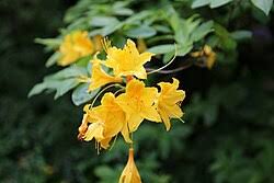 Attēlu rezultāti vaicājumam “Rhododendron calendulaceum flower”