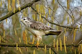 Attēlu rezultāti vaicājumam “Buteo buteo adult”