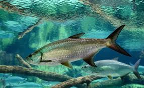 Image result for Megalops atlanticus