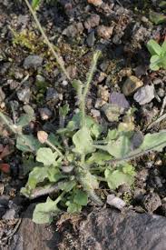 Attēlu rezultāti vaicājumam “Cardaminopsis arenosa leaf”