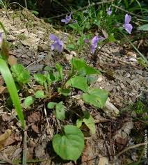 Attēlu rezultāti vaicājumam “Viola reichenbachiana”
