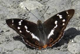 Attēlu rezultāti vaicājumam “Apatura iris female”