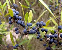 Attēlu rezultāti vaicājumam “Poa angustifolia fruit”