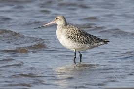 Attēlu rezultāti vaicājumam “Limosa lapponica”