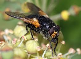 Attēlu rezultāti vaicājumam “Mesembrina meridiana”