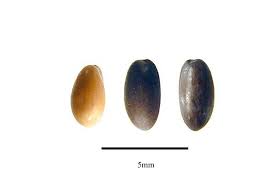 Attēlu rezultāti vaicājumam “Scheuchzeria palustris fruit”