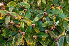 Attēlu rezultāti vaicājumam “Mespilus germanica fruit”