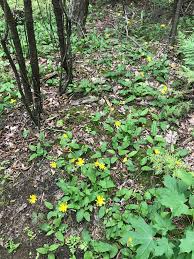 Attēlu rezultāti vaicājumam “Hieracium murorum leaf”