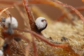 Attēlu rezultāti vaicājumam “Physarum virescens macro”