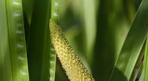 Attēlu rezultāti vaicājumam “Acorus calamus leaf”