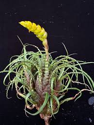 Attēlu rezultāti vaicājumam “Dicranella crispa”