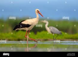 Attēlu rezultāti vaicājumam “Ciconia ciconia”