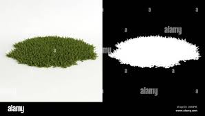 Attēlu rezultāti vaicājumam “Sciuro-hypnum curtum sporophyte”
