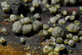 Attēlu rezultāti vaicājumam “Hypocrea gelatinosa”