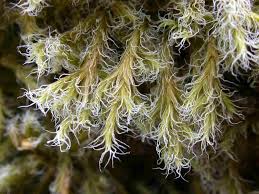 Attēlu rezultāti vaicājumam “Racomitrium heterostichum”