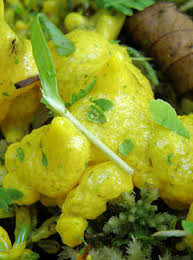 Attēlu rezultāti vaicājumam “Badhamia lilacina”