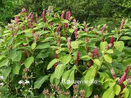 Attēlu rezultāti vaicājumam “Phytolacca acinosa flower”