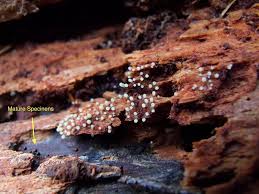 Attēlu rezultāti vaicājumam “Comatricha sp.”