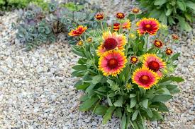 Image result for Gaillardia
