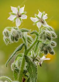 Attēlu rezultāti vaicājumam “Borago officinalis”
