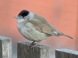 Attēlu rezultāti vaicājumam “Sylvia nisoria”