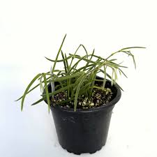 Image result for Alonsoa linearis